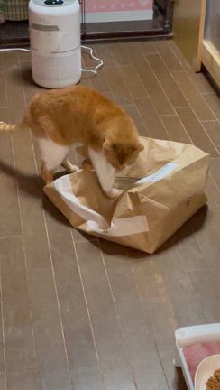 物資のご支援　ありがとうございます❗️の記事動画