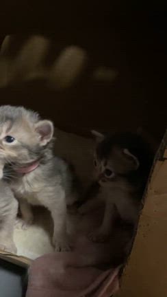 ソマリの子達　生後3週間過ぎましたの記事動画