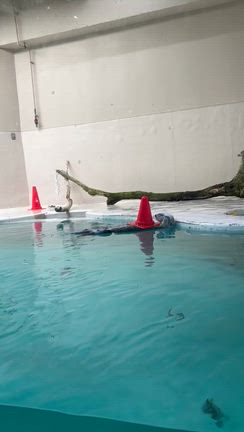 鳥羽水族館の記事動画