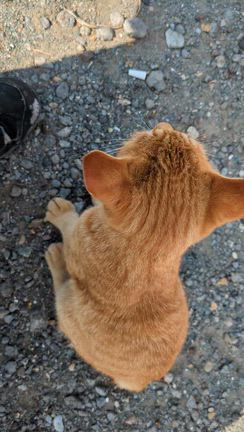 10/30 若松運河にて猫と戯れるの記事動画