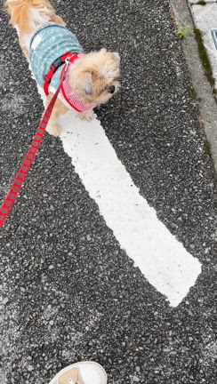 どんちゃんトリミングとお知らせ♪の記事動画