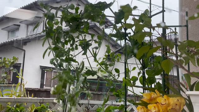 シンビジューム&クンシランの記事動画