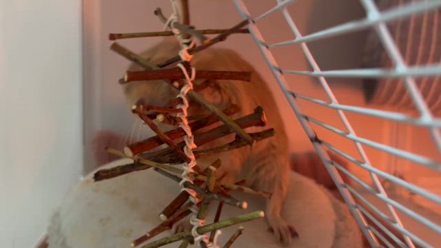 かじり木の記事動画