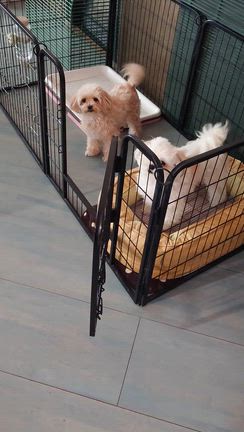 大きめのサンドの記事動画