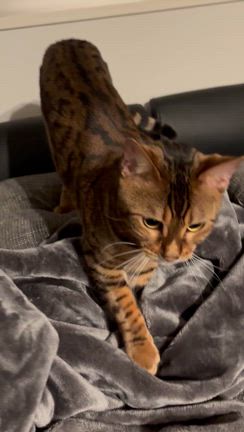 特盛キターの記事動画