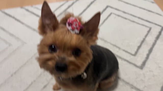 スッキリの記事動画