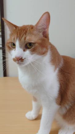 甘えん坊ガボちゃんの記事動画