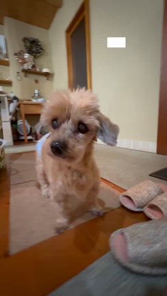 Total dog care wanheartの記事動画