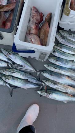 一つテンヤと少しSLJの記事動画