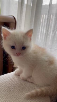 生まれてから1ヵ月過ぎましたの記事動画