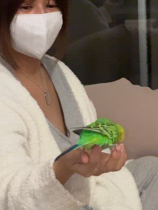 ペットのフリフリ問題に悩むの記事動画