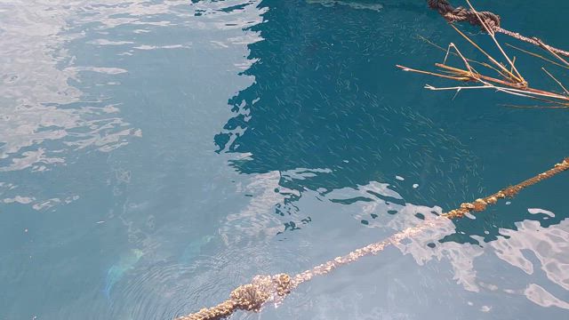 ナナマル再び？の記事動画