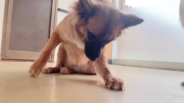 思わず呆れちゃう？【グレイス】&【ラスク】の記事動画