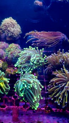 海の日は営業いたします！の記事動画