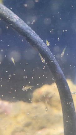 海水魚入荷してきましたの記事動画