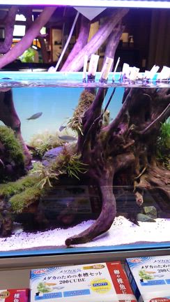 海水コーナー入荷＆メダカすくい！の記事動画