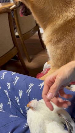 シロコが再び行方不明になったの記事動画