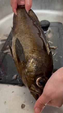 鱗が飛ばない鱗取りの記事動画