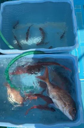 2025.04.06［小潮］タイラバ便の記事動画