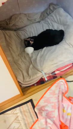 「酸素」もらいました。の記事動画