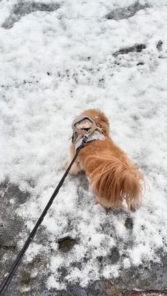 モモはこたつで丸くなる　＆　ご飯が進むイカじゃがの記事動画