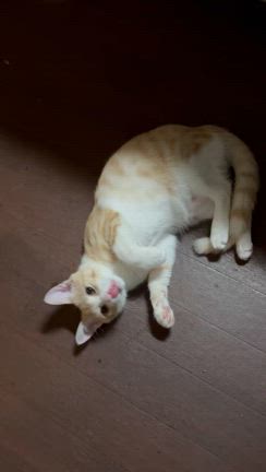 フクの記事動画