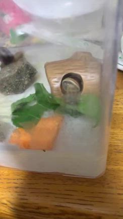 おうちづくり？の記事動画