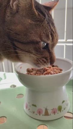 ちょこっと猫部　福くんの記事動画