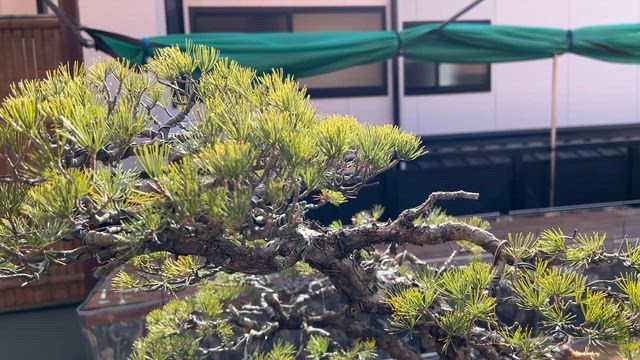 双幹五葉松の改作② | Vintage Bonsai 〜盆栽＆北欧ヴィンテージ〜