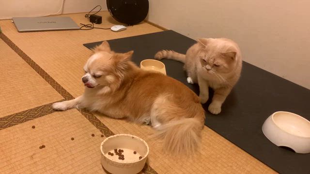 2025/11/06の記事動画