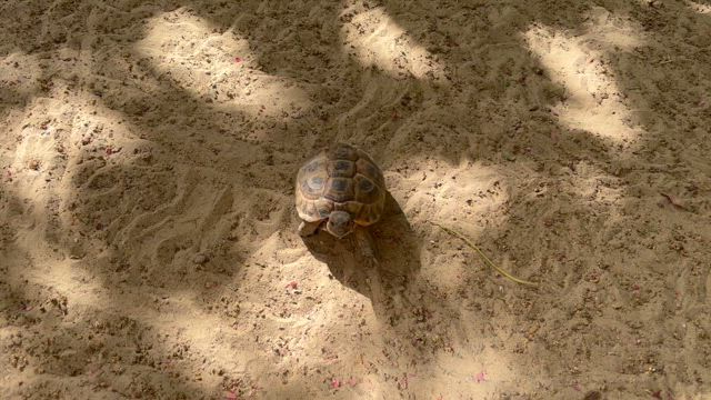 亀に癒されるの記事動画