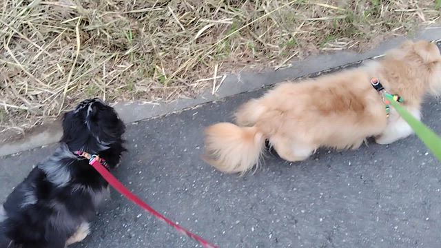 博多座千穐楽おめでとう☆の記事動画