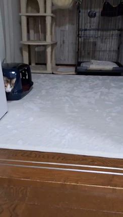 12/19  あずきちゃん(元 ロコちゃん)里親様よりの記事動画