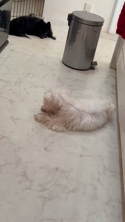 ”アタシミルキー”の記事動画