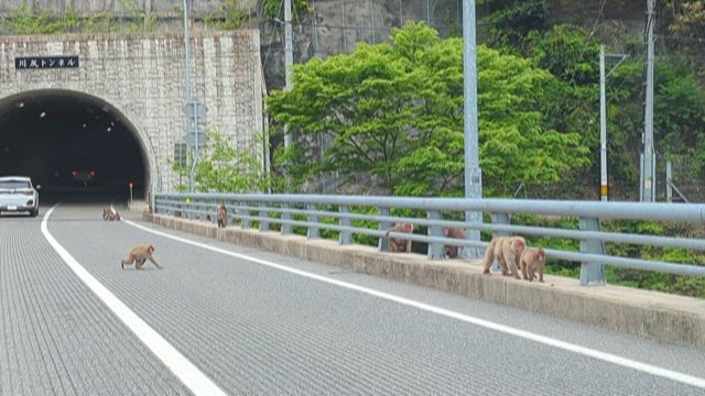福井県池田町 道のオアシスフォーシーズンテラスの記事動画