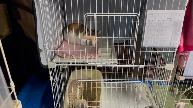 動画一覧｜「よこねこ」