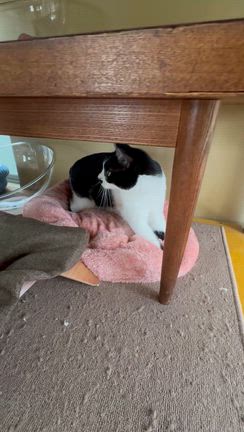 ベッドを新調しました！の記事動画