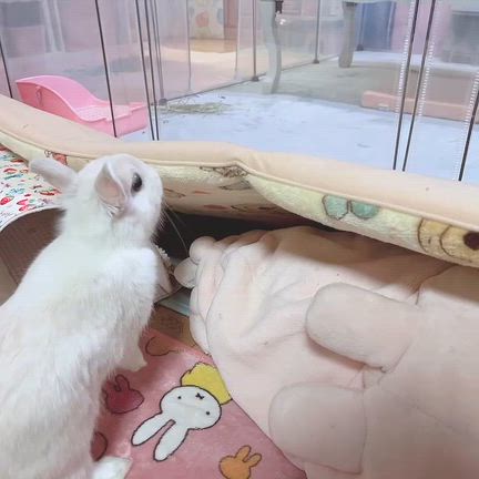 やっぱり、、の記事動画