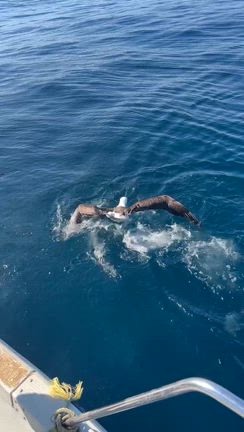 マグロキャスティングゲーム：菜の花入りビビンパの記事動画