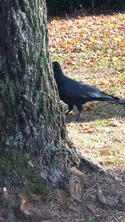庄内緑地公園 散策(^^)の記事動画