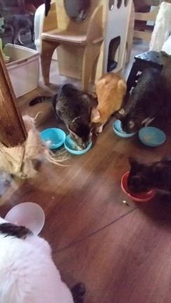 回復の記事動画