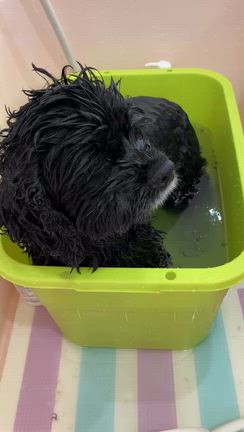 アクアゼオ温浴中のラブちゃんの記事動画