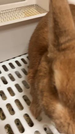 ニッチの晩酌状態な飲みっぷりの記事動画