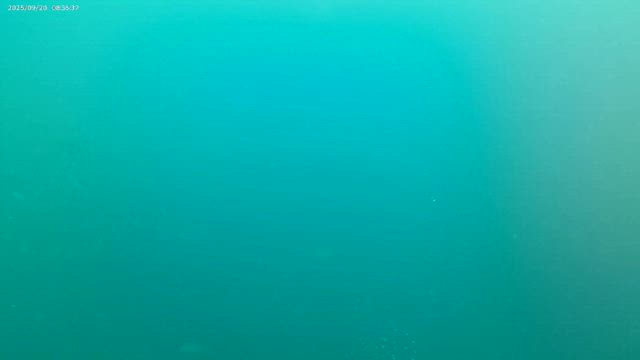 今日は撮れました！の記事動画