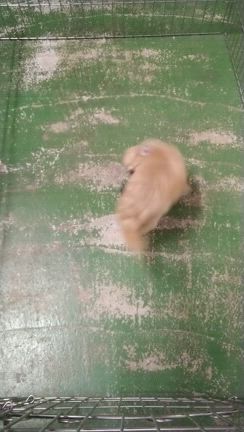 犬食品販売中の記事動画