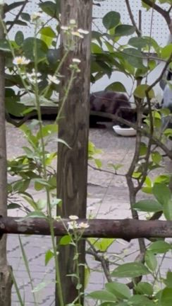 首輪に前脚が引っかかっている猫③の記事動画