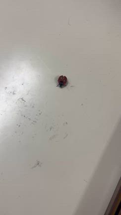 嬉しいことだらけの記事動画