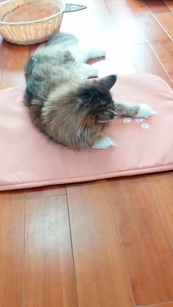 ソヒくん、ポノくん＆ホルミシスマットの記事動画