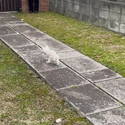 teamKARだより2024年10月号その4の記事動画