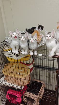 ❤️12/14ごんまるキャット譲渡会参加にゃんこ⑥❤️の記事動画